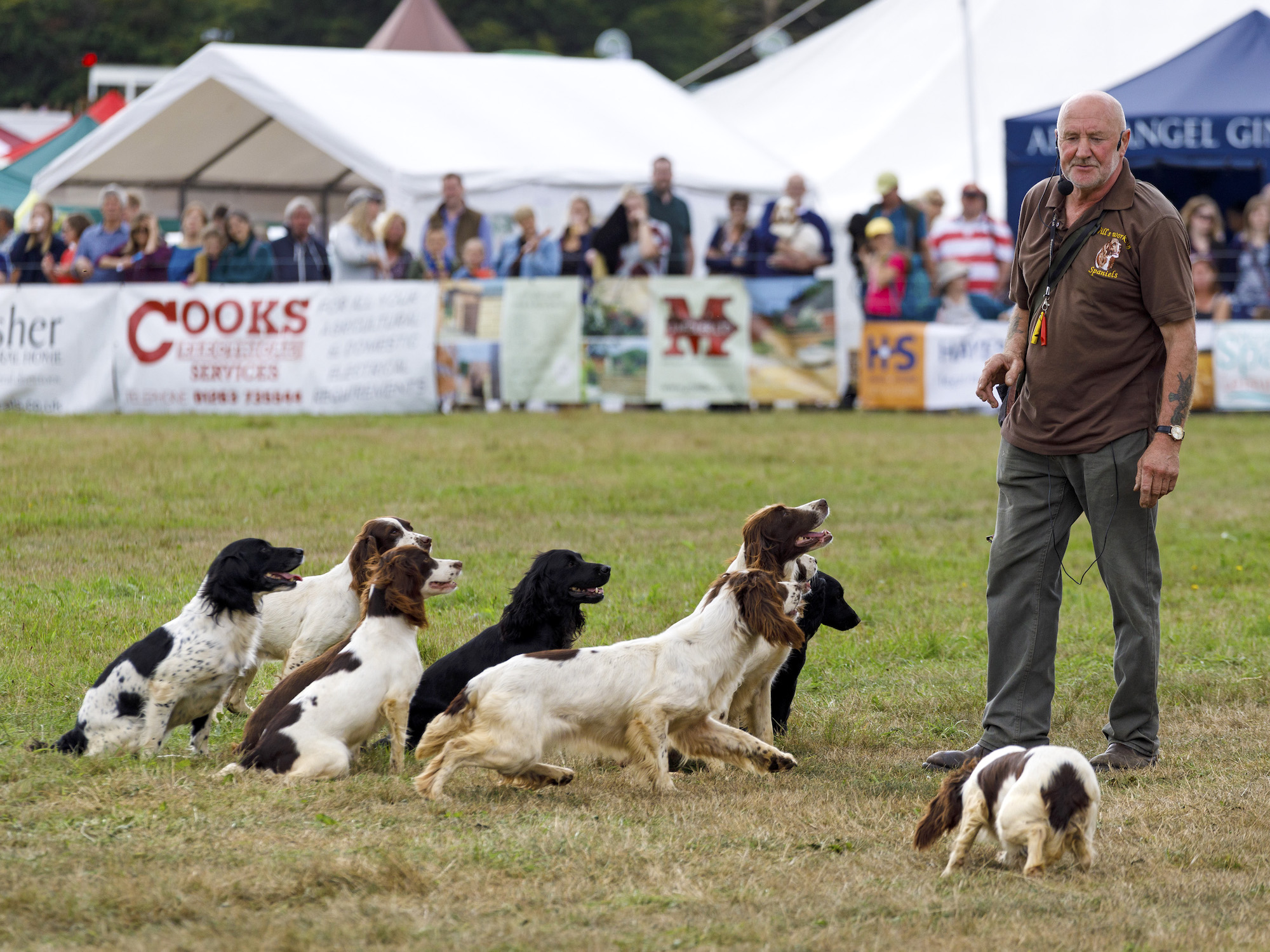 Wills-Spaniels-Aylsham Show