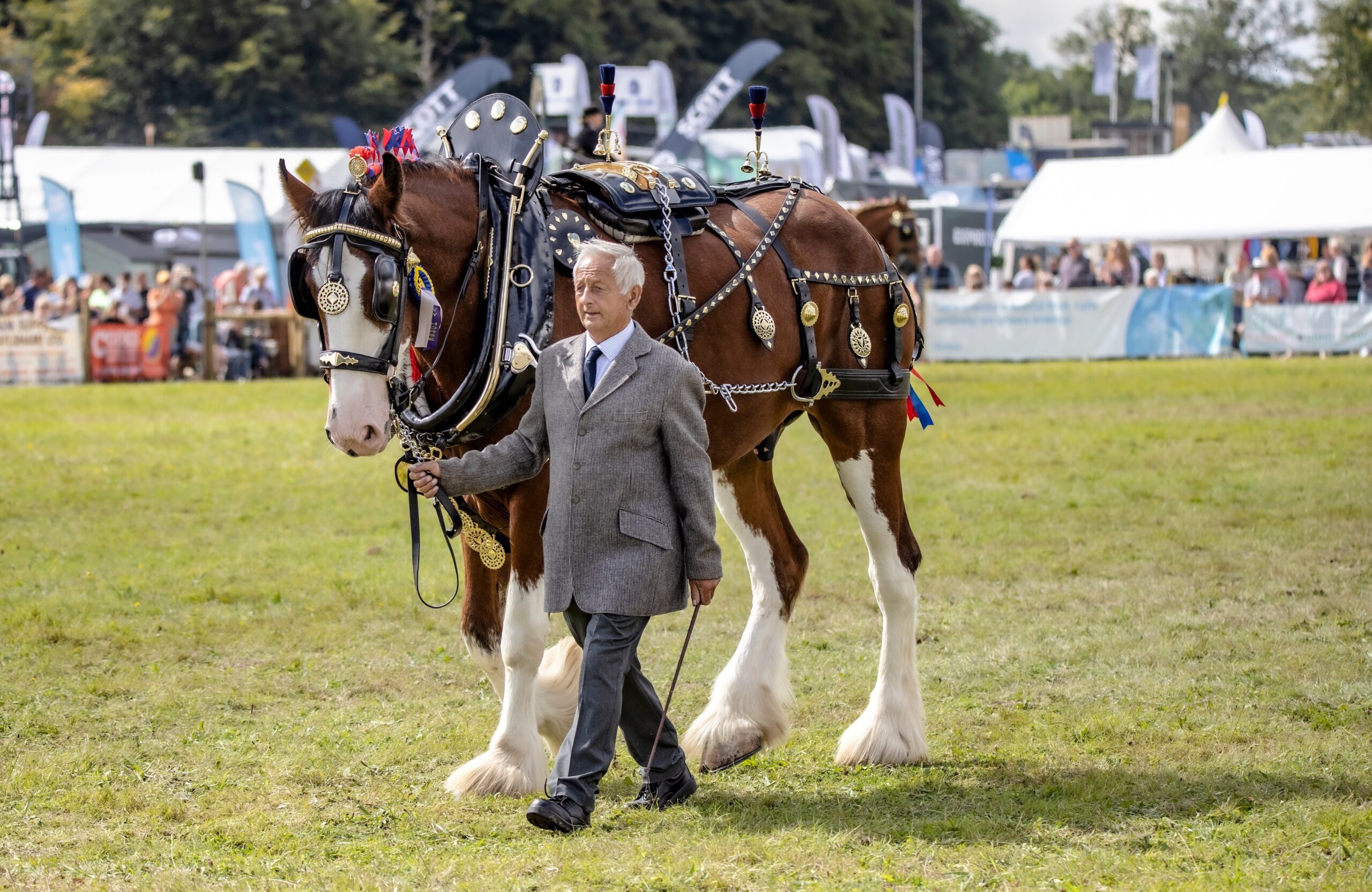 Heavy Horses Display