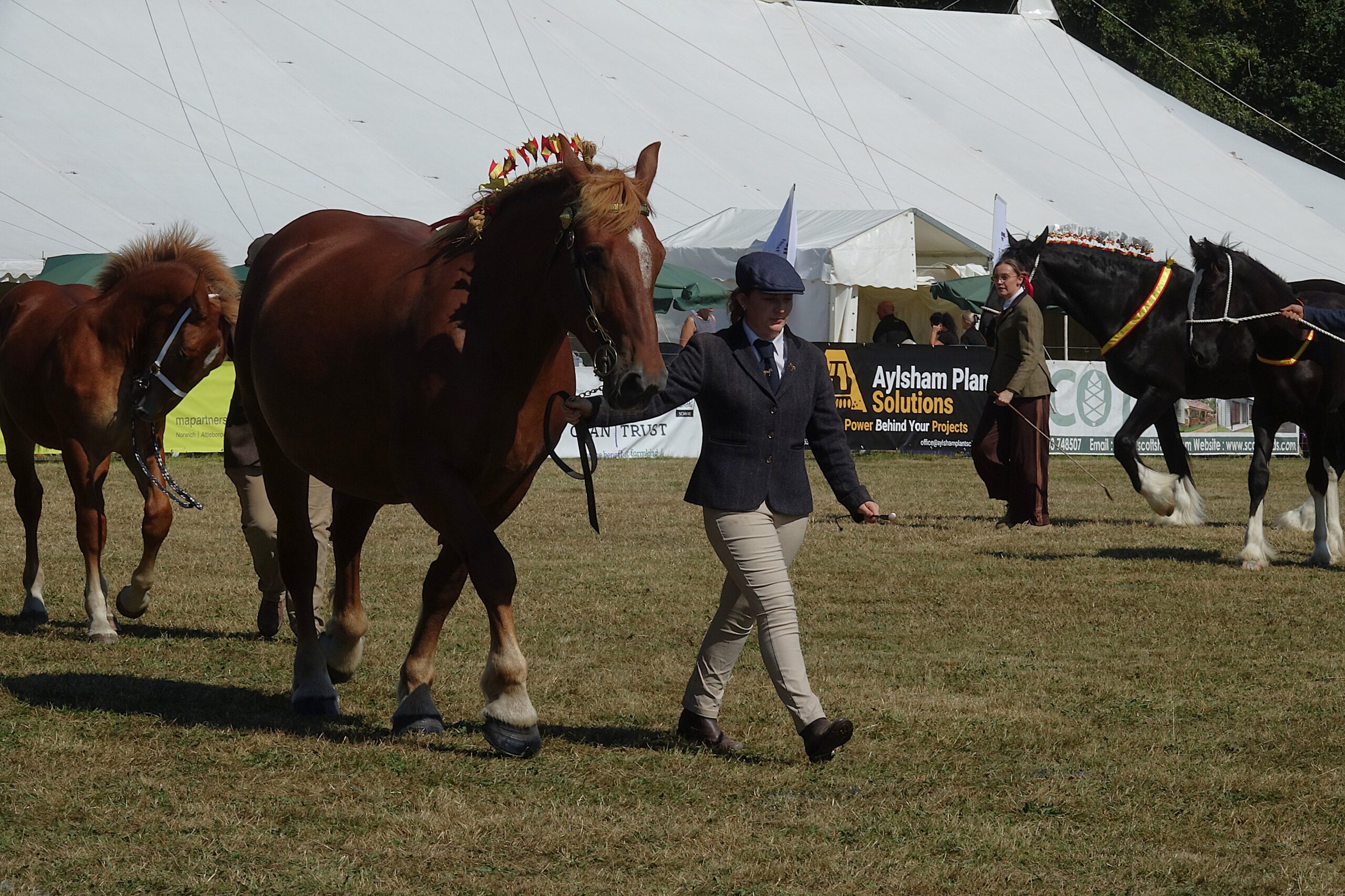 Heavy Horses Display