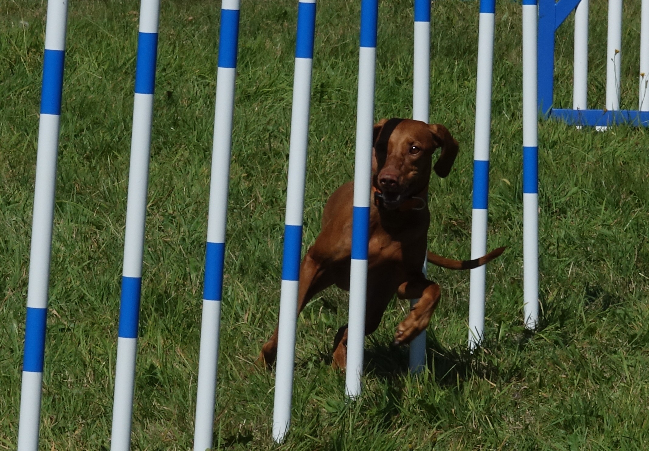 Dog Agility