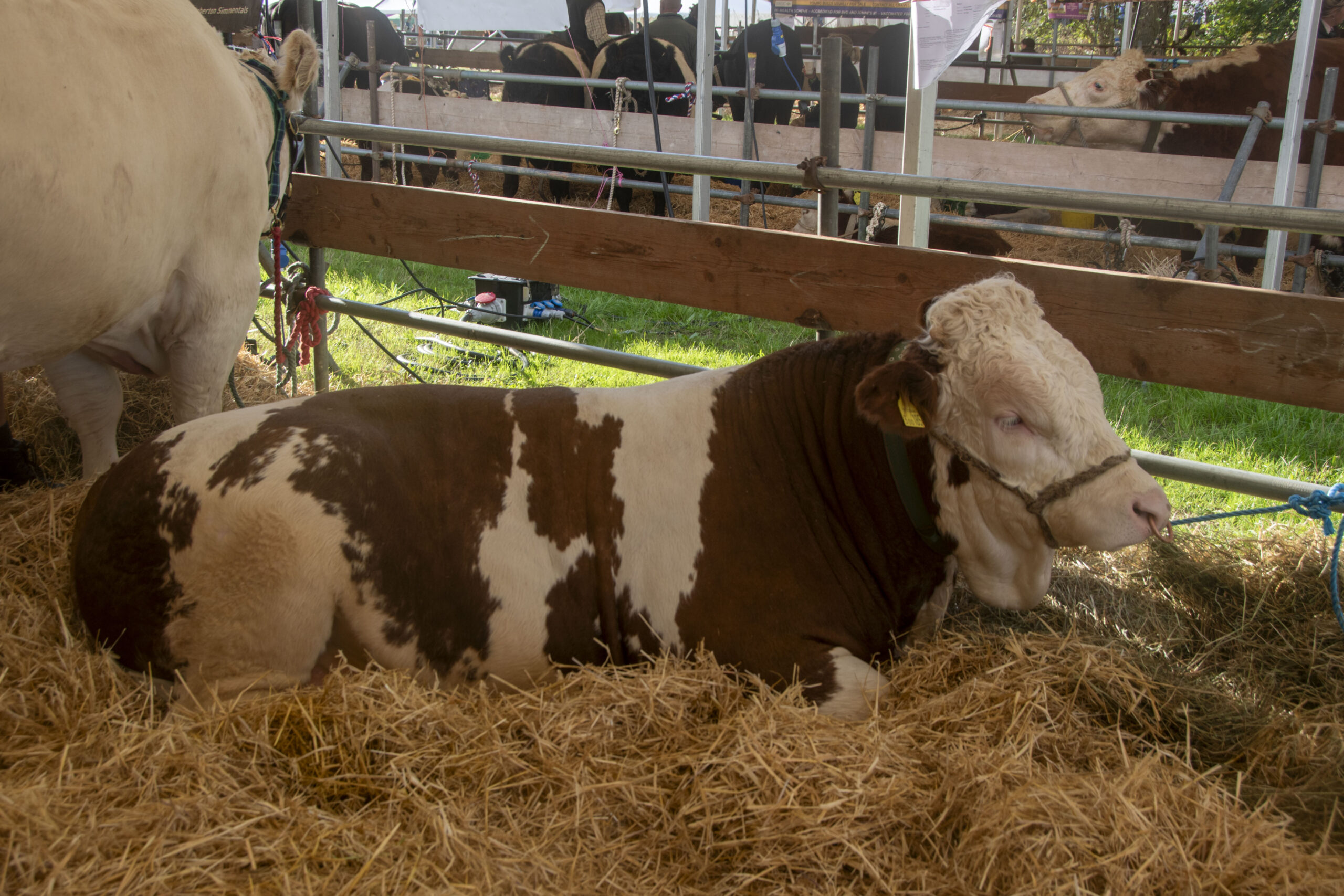 Cattle
