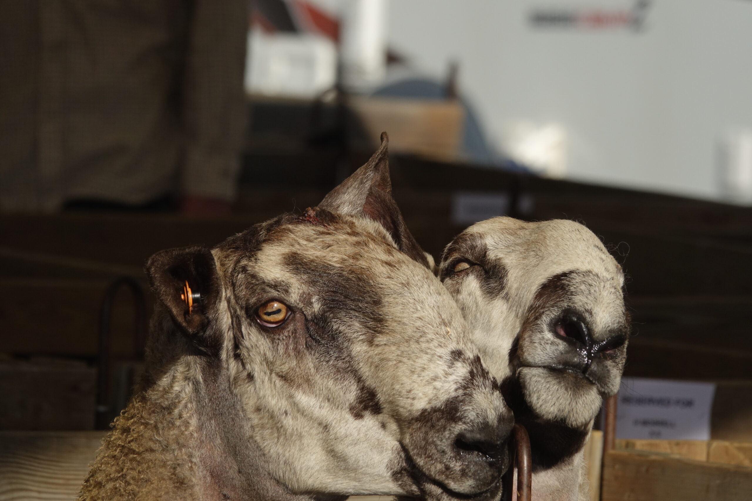 Sheep