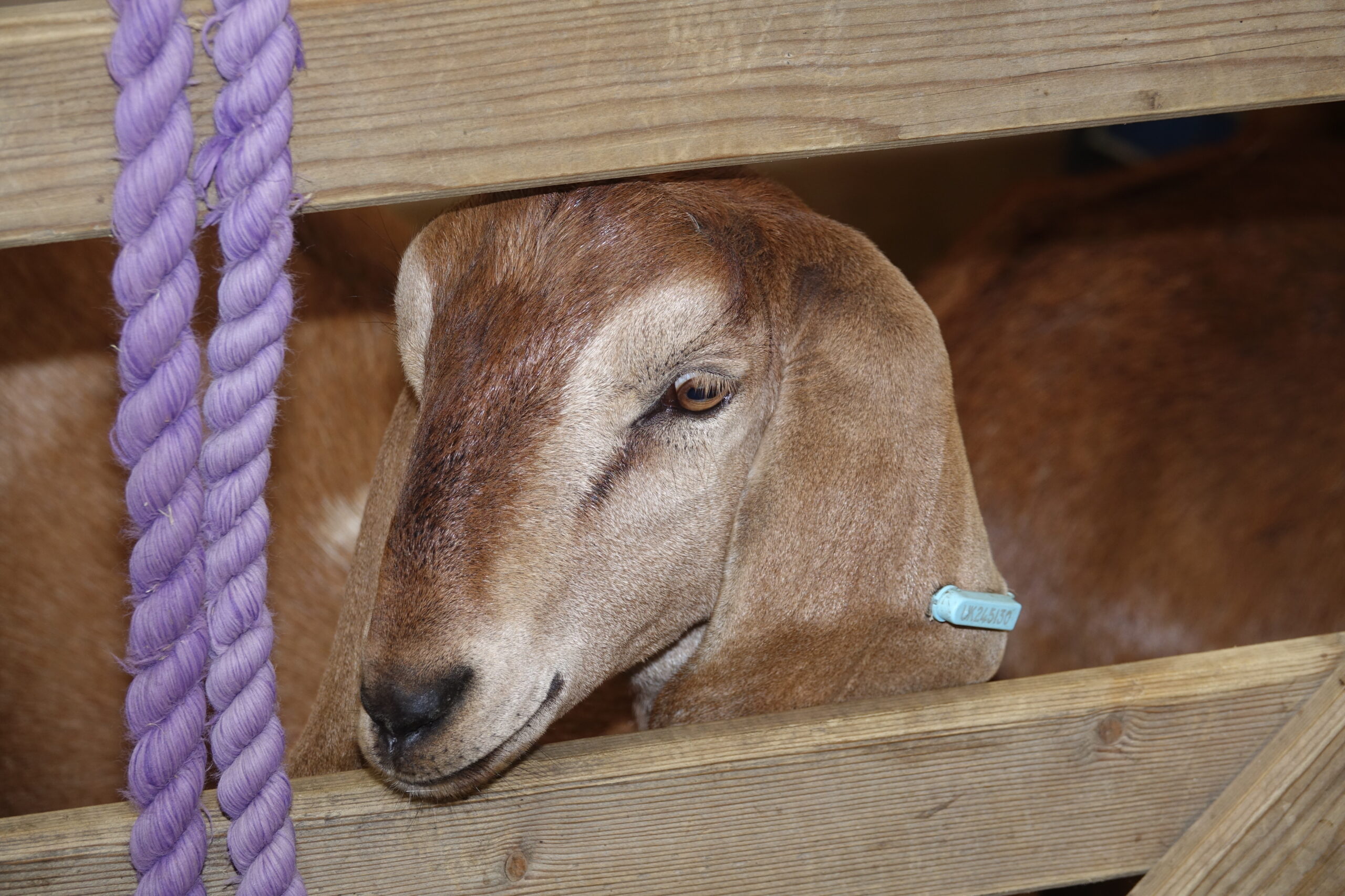 Goats