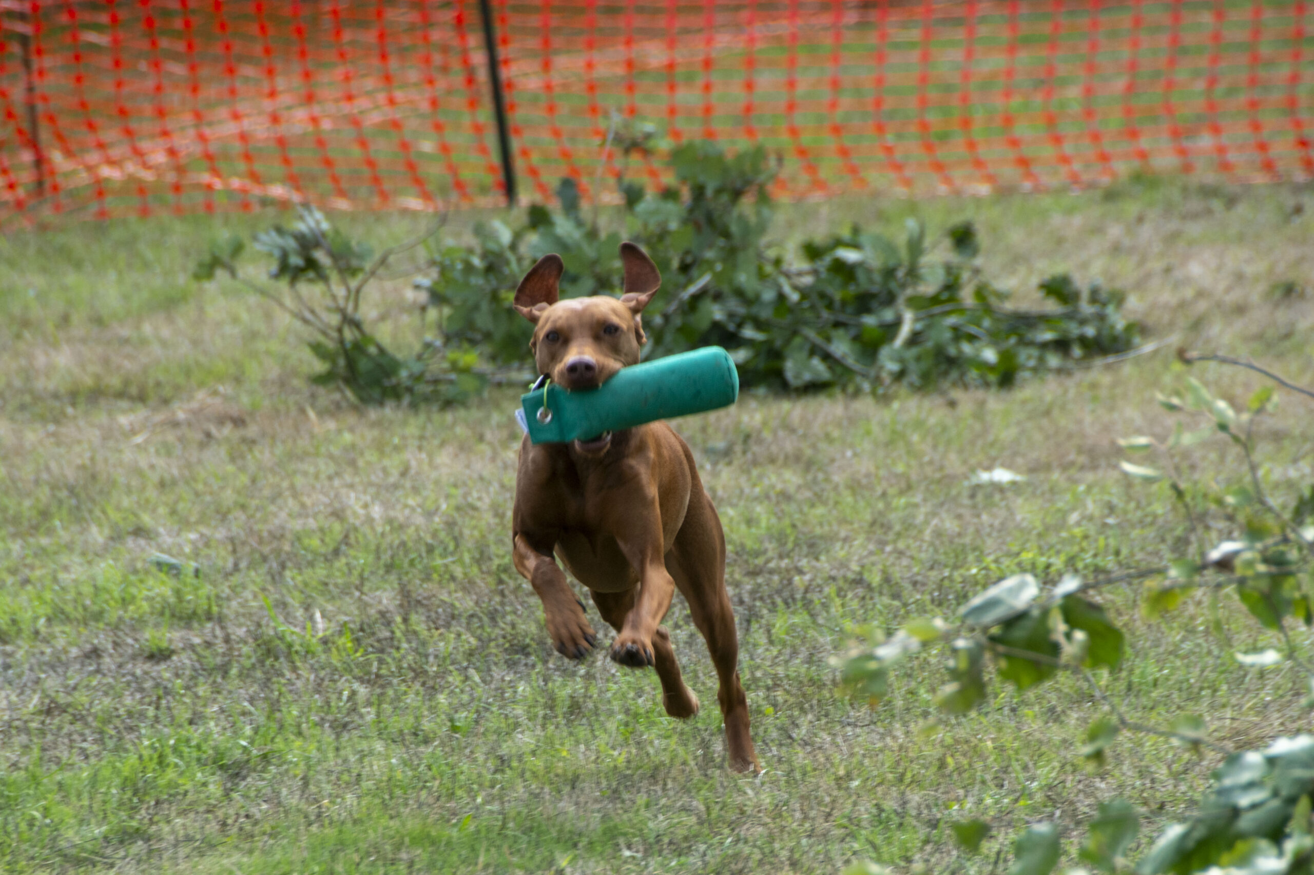 Dog Scurry