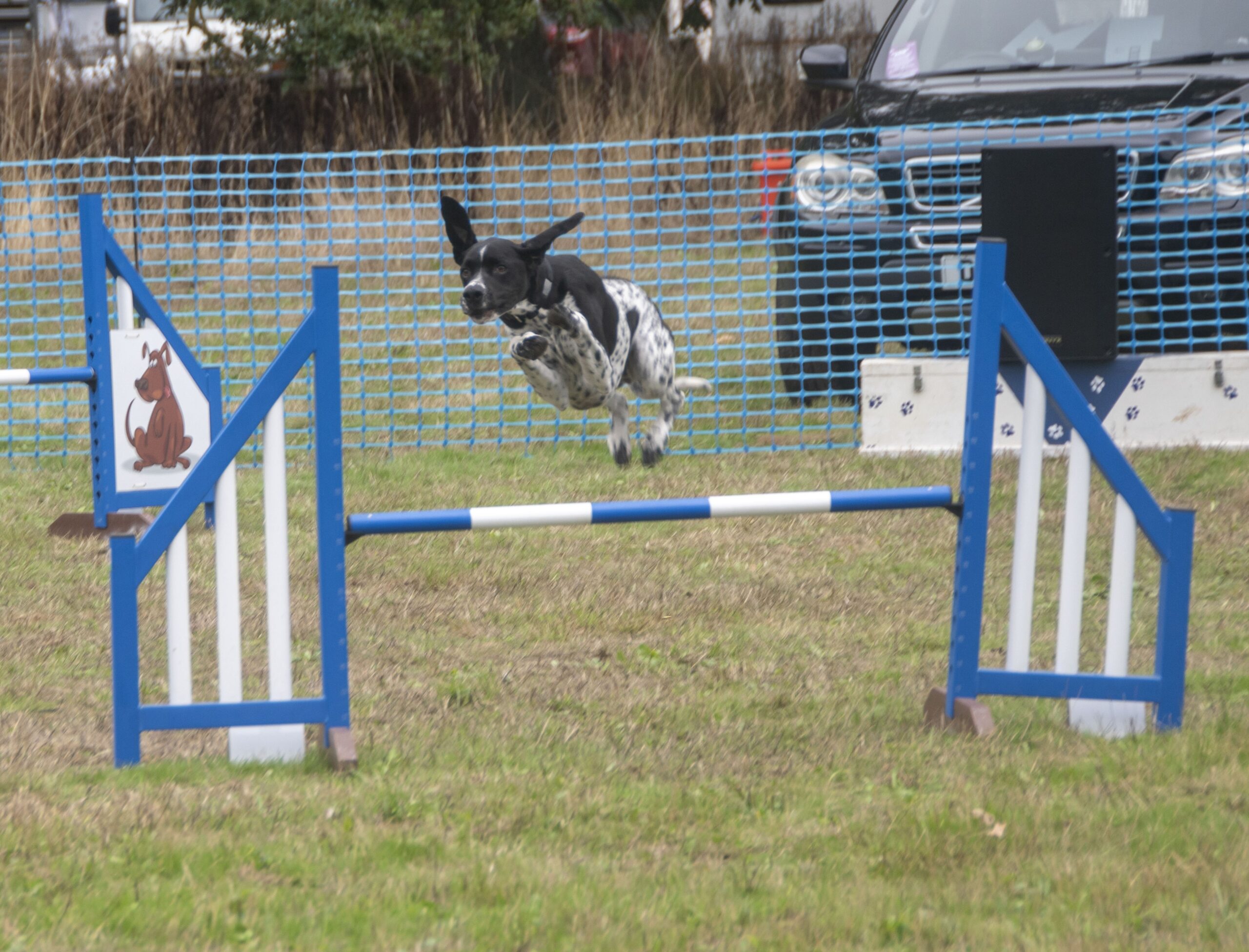 Dog Agility
